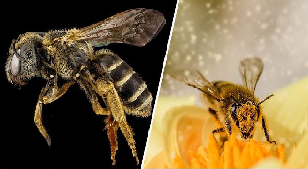 Bees Have Been Declared The Most Important Living Being On The Planet