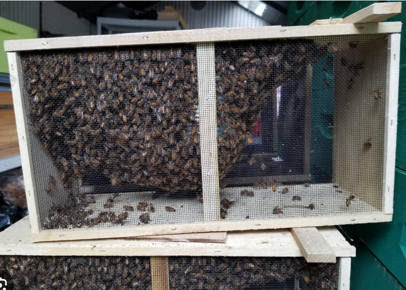 Package of honeybees - Pickup April 13, 2024