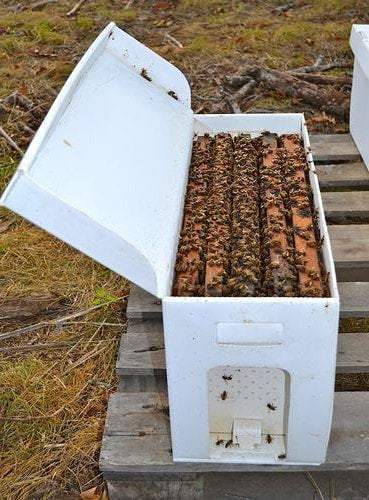 Nuc of honeybees - Available NOW!