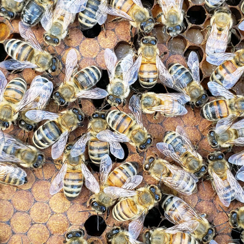 Honeybees for Sale